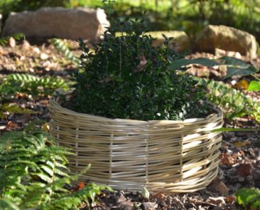 petite bulle de jardin en osier stabilisé