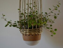 suspensions de plantes