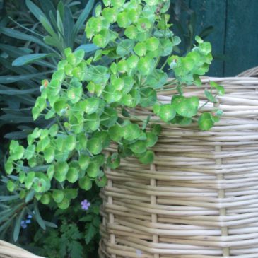 osier stabilisé