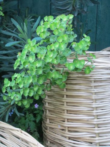 osier stabilisé