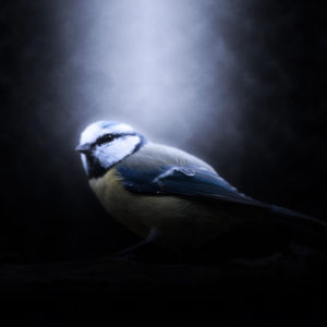 oiseau