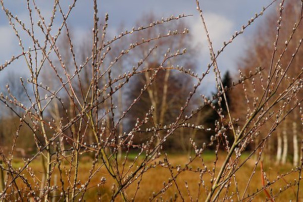 Printemps 2021